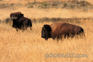 WYOMING. Teton National Park. American Bison (Bison bison) g