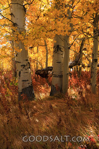 WYOMING. Teton National Park. Aspen grove in golden fall col
