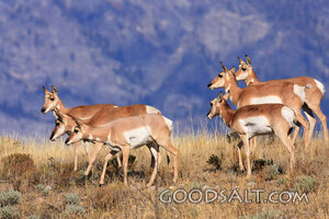 WYOMING. Teton National Park. Pronghorn (Antilocapra america