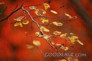 WYOMING. Teton National Park. Quaking aspen and red maple le