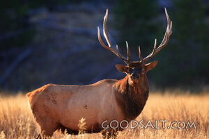 WYOMING. Yellowstone National Park. Bull Elk (Cervus elaphus