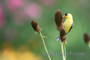 Yellow Bird on a Plant