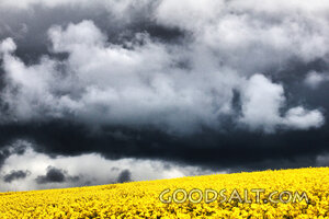 Yellow Field and Dark Sky