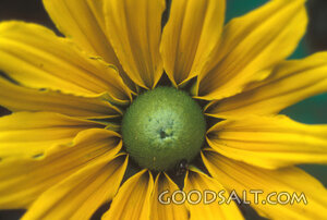 Yellow Flower