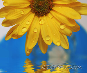 Yellow Flower