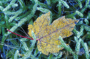 Yellow Leaf With Green Shrub