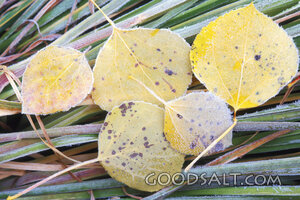Yellow Leaves With Grass