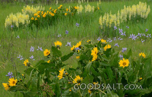 Yellow Lupines and Balsam Root