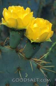 2 Yellow Flowers on Cactus Close-Up