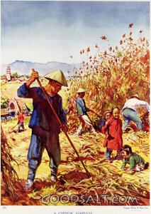 A Chinese Harvest