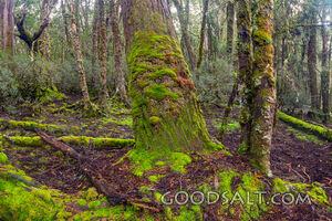 Amazing tortured trees covered in moss.