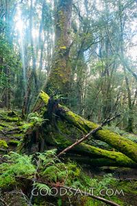 Amazing tortured trees covered in moss.