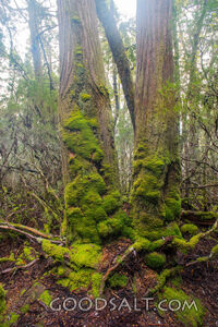 Amazing tortured trees covered in moss.
