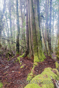 Amazing tortured trees covered in moss.
