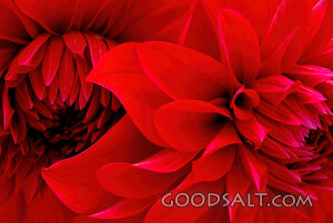 American Beauty Dahlia