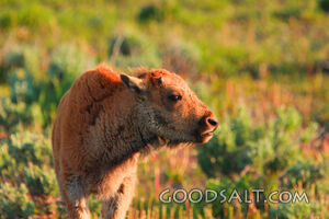 American Bison (Bison bison) calves playing in summer