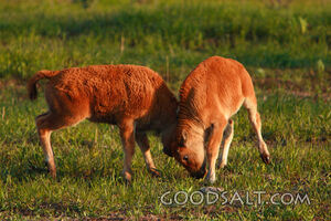 American Bison (Bison bison) calves playing in summer