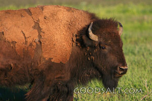 American Bison (Bison bison) grazing in summer