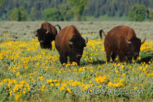 American Bison (Bison bison) grazing in wildflowers in summe