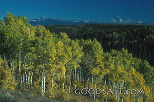 Aspen Grove