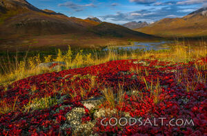 Autumn Finery