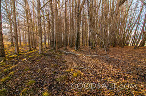Autumn leaves on forest floor and bare trunks.