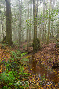 Autumn woodlands in mist.