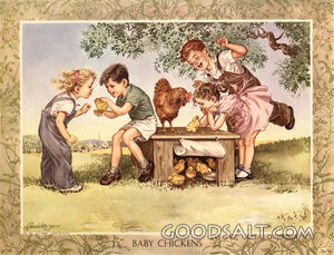 Baby Chickens