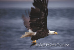 Bald Eagle 
