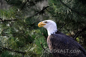 Bald Eagle in Tree