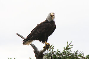 Bald Eagle Screeching