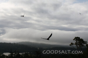 Bald Eagles in Flight