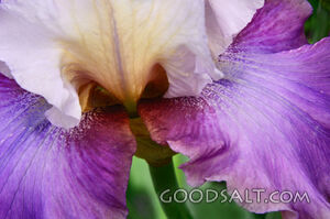Bearded Iris