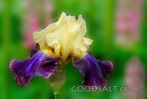 Bearded Iris