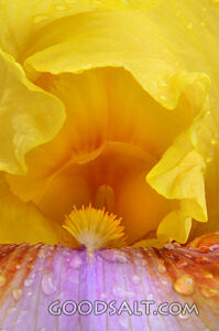 Bearded Iris Closeup