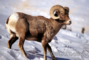 Bighorn Sheep
