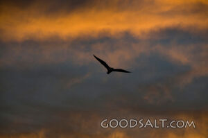 Bird at Sunset