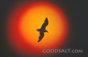 Bird in Front of the Sun