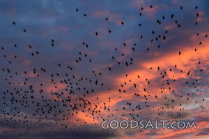 Blackbirds over the Wetlands