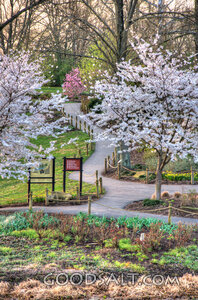 Blooming Trees With Path