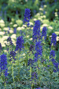 Blue Bonnet Flowers