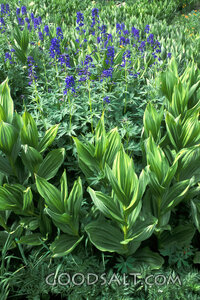 Blue Bonnet's With Other Green Plants