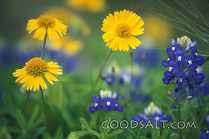 Blue Bonnets With Yellow Daisies Close-Up