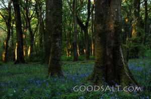 Bluebells in the Woods