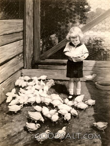 Boy Feeding Chickens