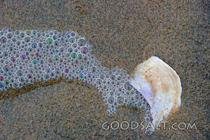 Bubbles and Shell