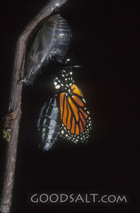 ebsps0543