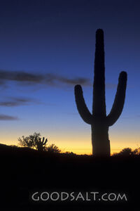 Cacti Silhouette