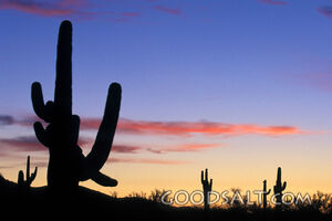 Cacti Silhouette