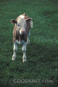Calf in a Pasture